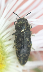 Acmaeodera tubulus