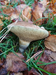 Xerocomellus cisalpinus