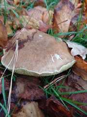 Xerocomellus cisalpinus