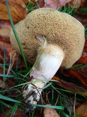 Xerocomellus cisalpinus