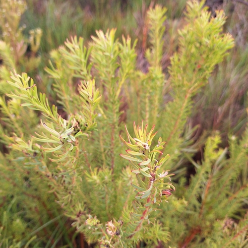 Leucadendron linifolium, photograph 3