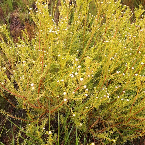Leucadendron linifolium, photograph 4