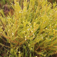 Leucadendron linifolium, photograph (c) Adele SL, some rights reserved (CC BY)