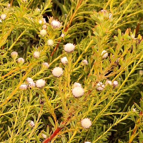 Leucadendron linifolium, photograph 5