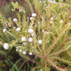 Leucadendron linifolium, photograph (c) Adele SL, some rights reserved (CC BY)