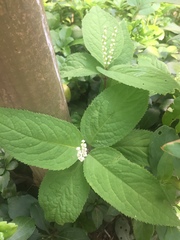 Chloranthus serratus