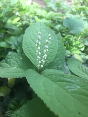 Chloranthus serratus