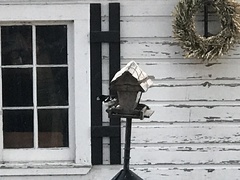 Pheucticus ludovicianus