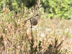 Liocranidae