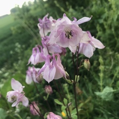 Aquilegia vulgaris