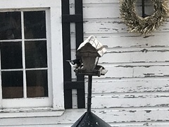 Pheucticus ludovicianus