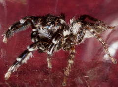 Jotus karllagerfeldi