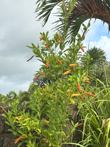 Citharexylum caudatum observed 2026-08-06