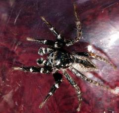 Jotus karllagerfeldi