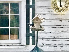 Pheucticus ludovicianus