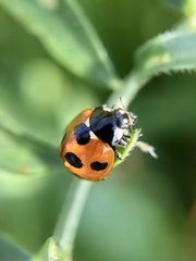 Coccinella septempunctata