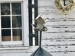 Pheucticus ludovicianus