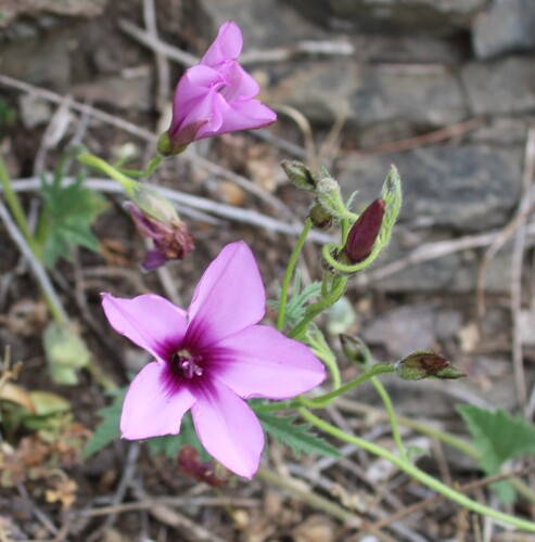 Convolvulus althaeoides, photograph 5