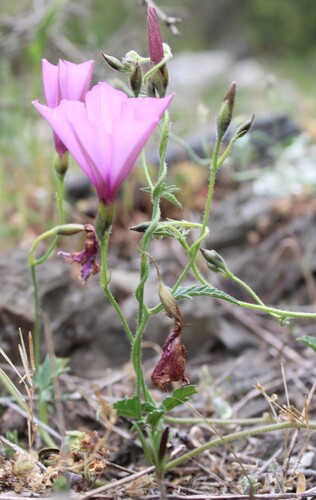 Convolvulus althaeoides, photograph 6