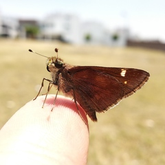 Lon melane vitellina