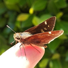 Lon melane vitellina