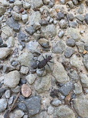 Apterodela unipunctata