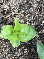 Saponaria officinalis