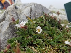 Potentilla clusiana