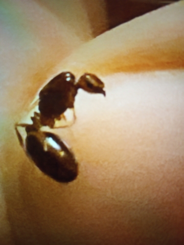 Solenopsis invicta