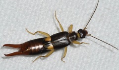Spongiphorinae