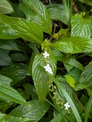 Gonzalagunia hirsuta, photograph (c) Guillaume Delaitre, some rights reserved (CC BY)