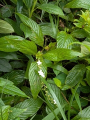 Gonzalagunia hirsuta, photograph (c) Guillaume Delaitre, some rights reserved (CC BY)