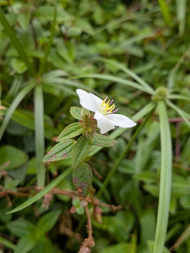 Pterolepis glomerata, photograph 2