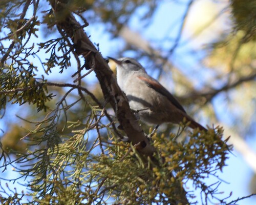 Stripe-crowned Spinetail (Cranioleuca pyrrhophia), photo 7