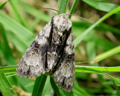 Alder Moth