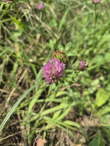 Red Clover