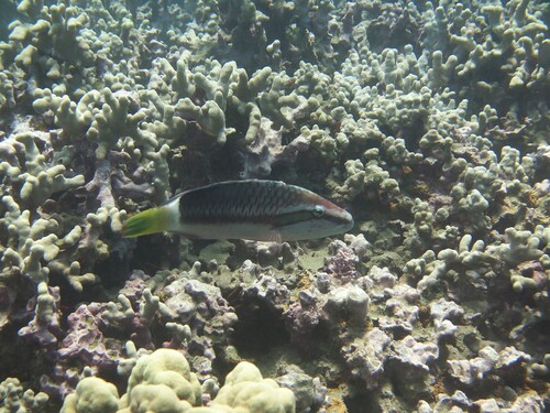 Oxycheilinus unifasciatus, 2026-08-02