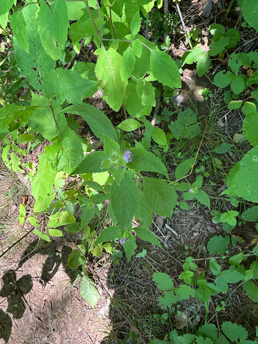 Bifid Hemp-nettle