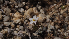 Nemacladus breviflorus