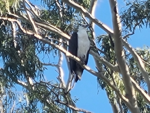 White-bellied Sea-Eagle