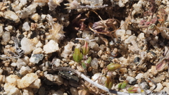 Nemacladus breviflorus