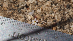 Nemacladus breviflorus