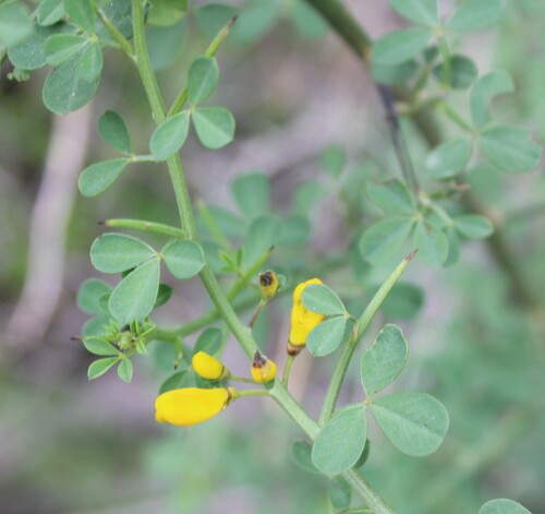 Calicotome spinosa, photograph 5