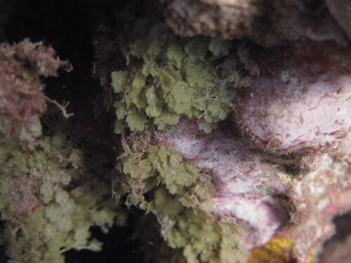 Caulerpa observed 2026-08-02