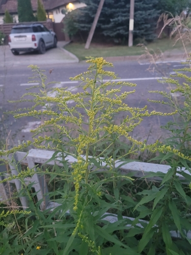 Canada goldenrod
