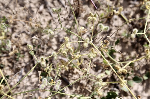 Turgenia latifolia