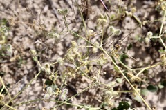 Turgenia latifolia