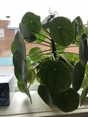 Pilea peperomioides