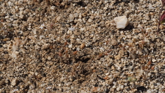 Nemacladus breviflorus