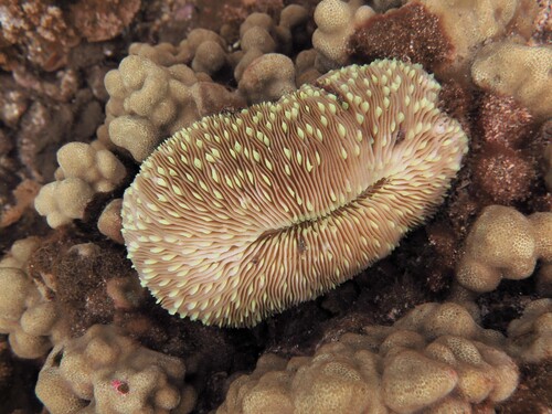 Lobactis scutaria observed 2026-08-03